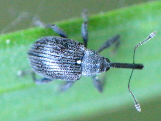 Anthonomus rubi, Erdbeerblütenstecher
