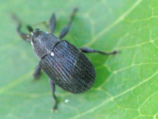 Anthonomus rubi, Erdbeerblütenstecher