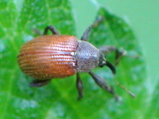 Anthonomus phyllocola, Kiefern-Knospenstecher