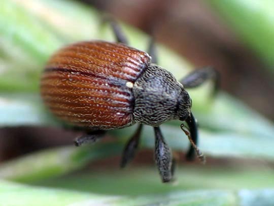 Anthonomus phyllocola, Kiefern-Knospenstecher