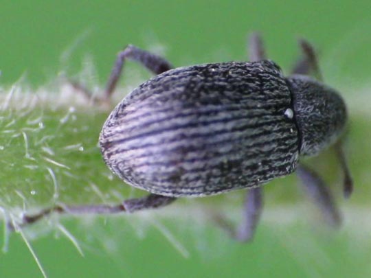 Anthonomus rubi, Erdbeerblütenstecher