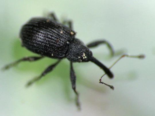 Anthonomus rubi, Erdbeerblütenstecher