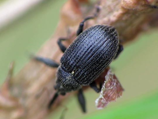Anthonomus rubi, Erdbeerblütenstecher