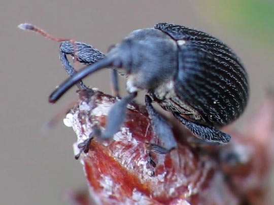 Anthonomus rubi, Erdbeerblütenstecher