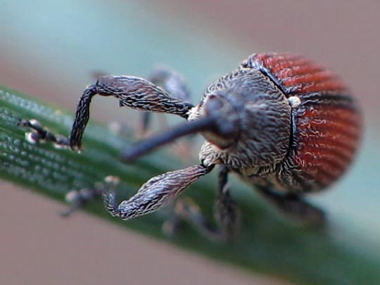 Anthonomus phyllocola, Kiefern-Knospenstecher