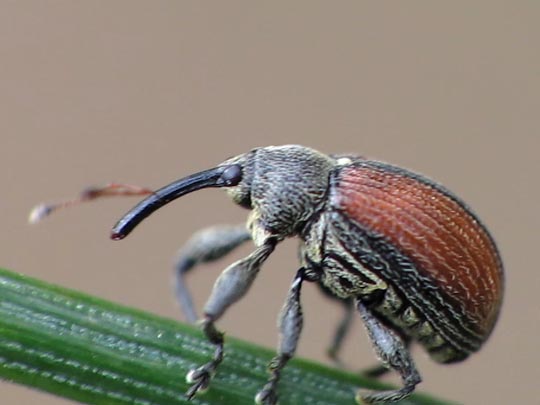 Anthonomus phyllocola, Kiefern-Knospenstecher
