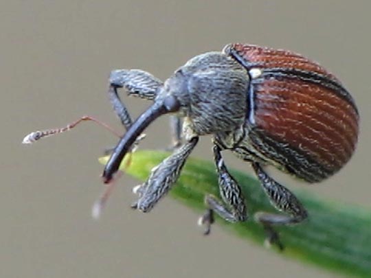 Anthonomus phyllocola, Kiefern-Knospenstecher