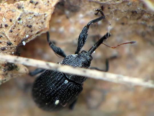 Anthonomus rubi, Erdbeerblütenstecher