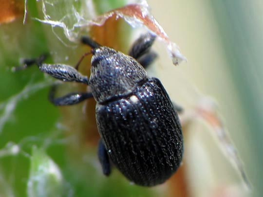 Anthonomus rubi, Erdbeerblütenstecher