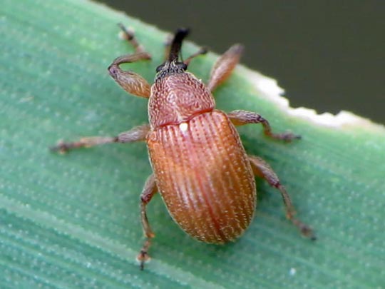 Anthonomus phyllocola, Kiefern-Knospenstecher