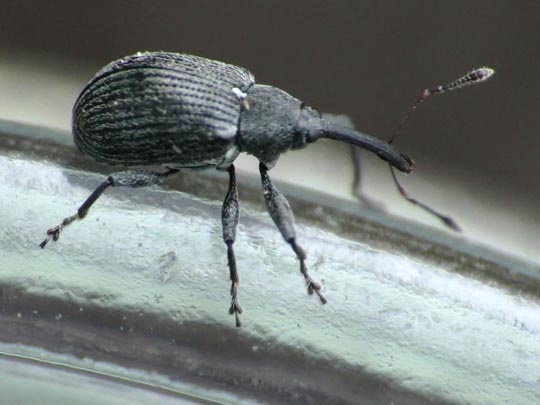 Anthonomus rubi, Erdbeerblütenstecher