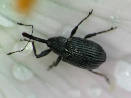 Anthonomus rubi, Erdbeerblütenstecher