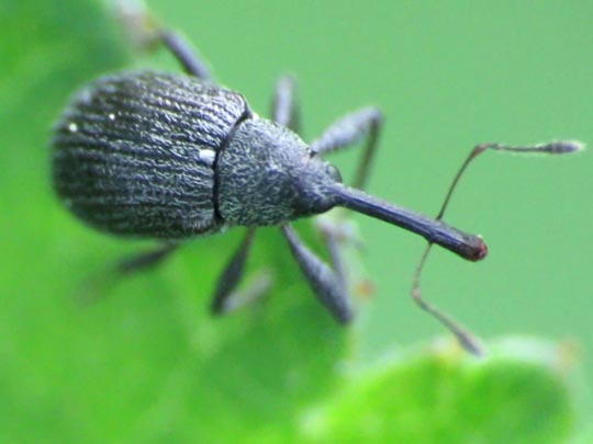Anthonomus rubi, Erdbeerblütenstecher