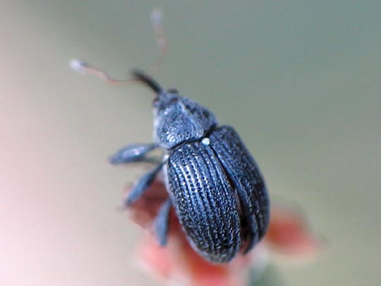 Anthonomus rubi, Erdbeerblütenstecher