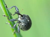 Anthonomus rubi, Erdbeerblütenstecher
