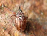 Anthonomus phyllocola, Kiefern-Knospenstecher
