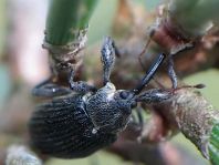 Anthonomus rubi, Erdbeerblütenstecher