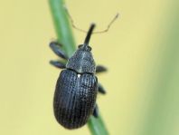 Anthonomus rubi, Erdbeerblütenstecher
