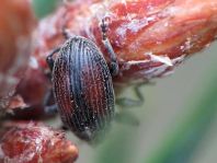 Anthonomus phyllocola, Kiefern-Knospenstecher