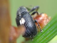 Anthonomus rubi, Erdbeerblütenstecher