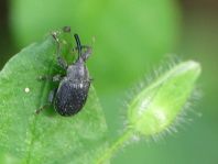 Anthonomus rubi, Erdbeerblütenstecher