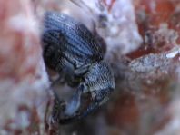Anthonomus rubi, Erdbeerblütenstecher