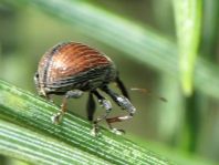 Anthonomus phyllocola, Kiefern-Knospenstecher