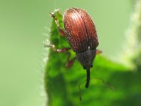 Anthonomus phyllocola, Kiefern-Knospenstecher