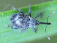 Anthonomus rubi, Erdbeerblütenstecher