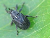Anthonomus rubi, Erdbeerblütenstecher