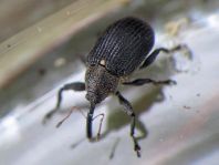 Anthonomus rubi, Erdbeerblütenstecher