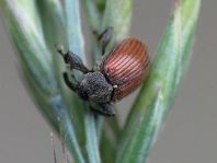 Anthonomus phyllocola, Kiefern-Knospenstecher