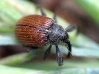 Anthonomus phyllocola, Kiefern-Knospenstecher