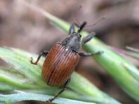 Anthonomus phyllocola, Kiefern-Knospenstecher
