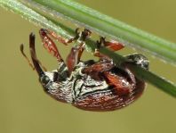 Anthonomus phyllocola, Kiefern-Knospenstecher