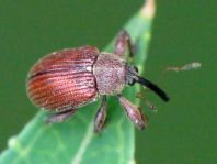 Anthonomus phyllocola, Kiefern-Knospenstecher