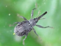 Anthonomus rubi, Erdbeerblütenstecher