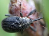 Anthonomus rubi, Erdbeerblütenstecher