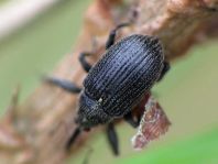 Anthonomus rubi, Erdbeerblütenstecher