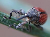 Anthonomus phyllocola, Kiefern-Knospenstecher