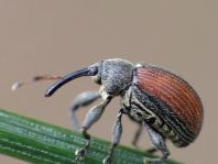 Anthonomus phyllocola, Kiefern-Knospenstecher