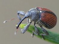 Anthonomus phyllocola, Kiefern-Knospenstecher