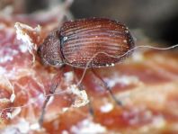 Anthonomus phyllocola, Kiefern-Knospenstecher
