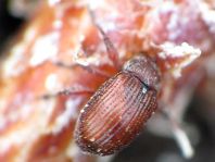 Anthonomus phyllocola, Kiefern-Knospenstecher