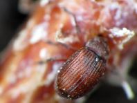 Anthonomus phyllocola, Kiefern-Knospenstecher
