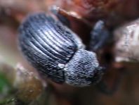 Anthonomus rubi, Erdbeerblütenstecher
