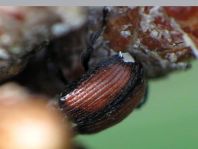 Anthonomus phyllocola, Kiefern-Knospenstecher