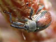 Anthonomus phyllocola, Kiefern-Knospenstecher