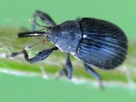 Anthonomus rubi, Erdbeerblütenstecher