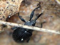 Anthonomus rubi, Erdbeerblütenstecher